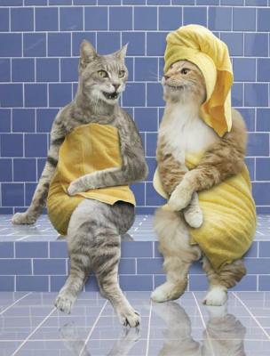 massage de chat 2